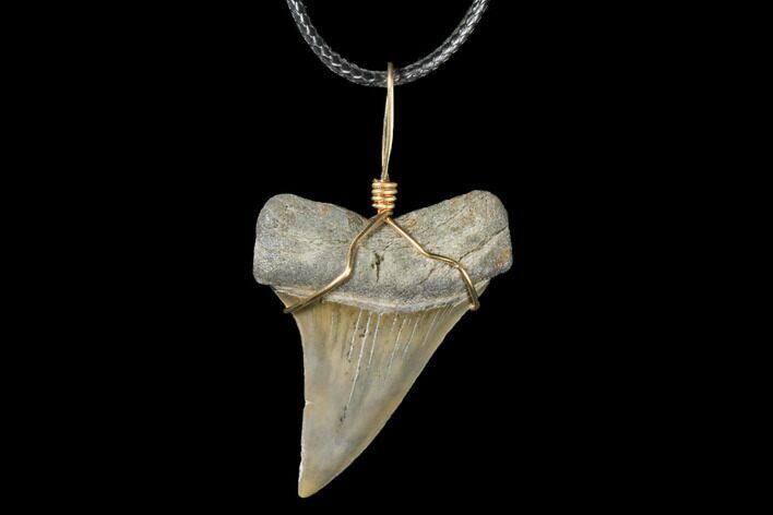 Wire Wrapped, Fossil Mako Tooth Necklace #130886